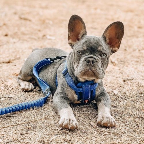 EzyDog ChestPlate Harness Blue