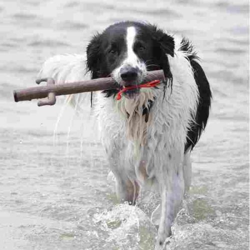 The Sticks DOOG Lifetsyle 1