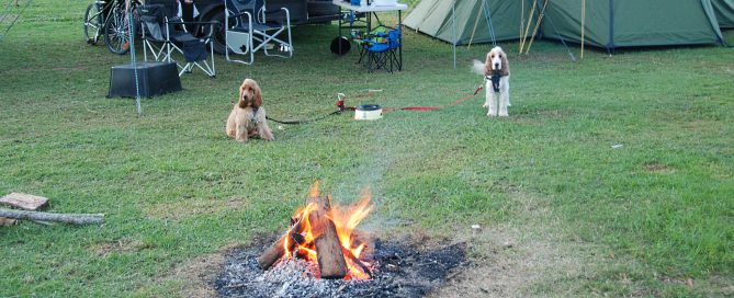 Camping with Dogs