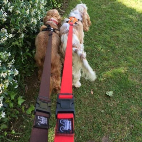 Adjustable nylon dog lead