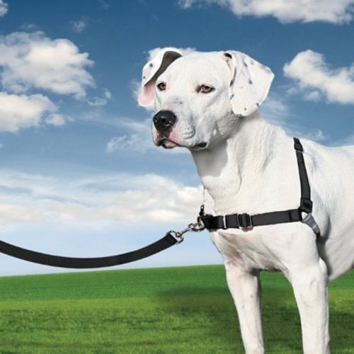 PetSafe EasyWalk Harness Black