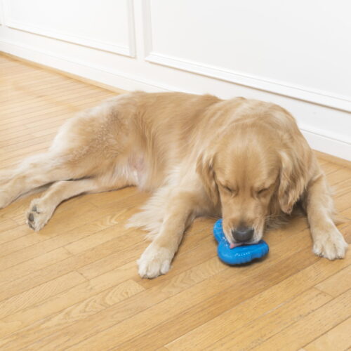 Petsafe Busy Buddy Chilly Penguin Freezable Dog Toy