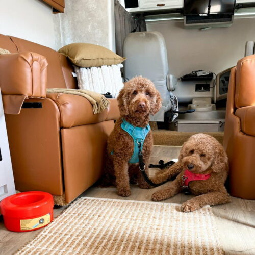 K9 Cruiser No-Spill Dog Bowl