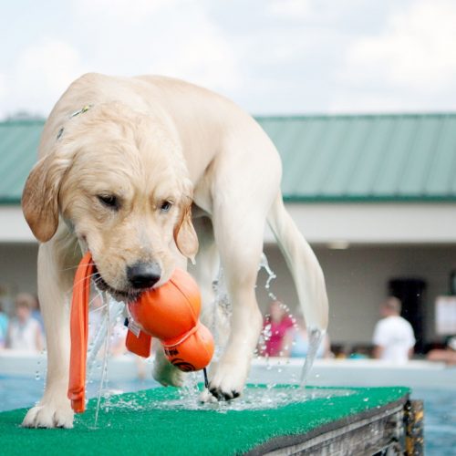 Kong Wet Wubba Floating Water Dog Toy