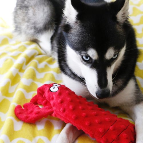 ZippyPaws Bottle Crusherz Deluxe Dog Toy Lobster