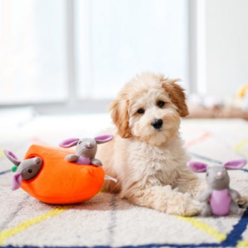 Zippy Paws Burrow Bunny N Carrot