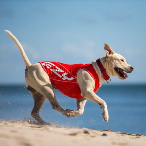 EzyDog Dog Rashie UV Sun Protection LS1