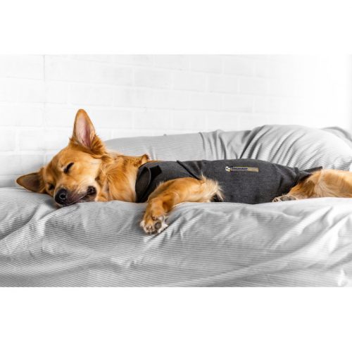 ThunderShirt_for_Dogs_Heather_Gray_Sleeping dog