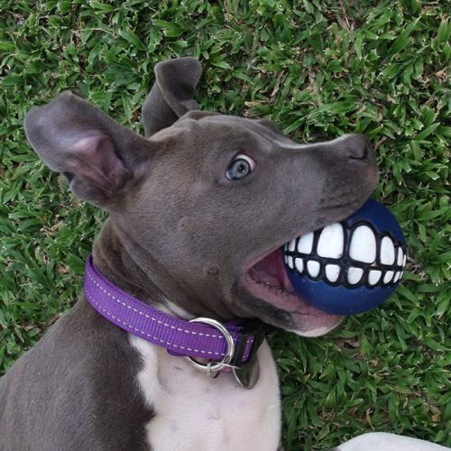 Rogz Grinz Fetch Dog Ball Blue