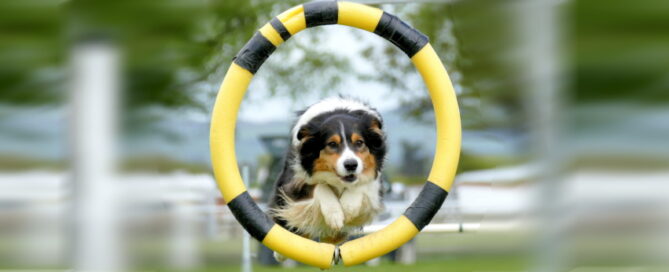 Dog Sports in Australia