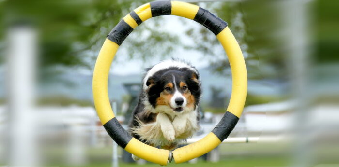 Dog Sports in Australia