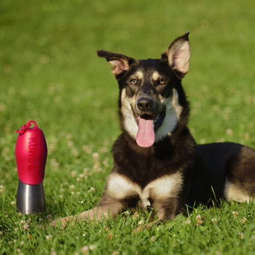 Kong H2O Dog Travel Water Bottle 740ml