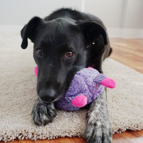 KONG Sherps Floofs Big Horn Plush Crinkle Dog Toy