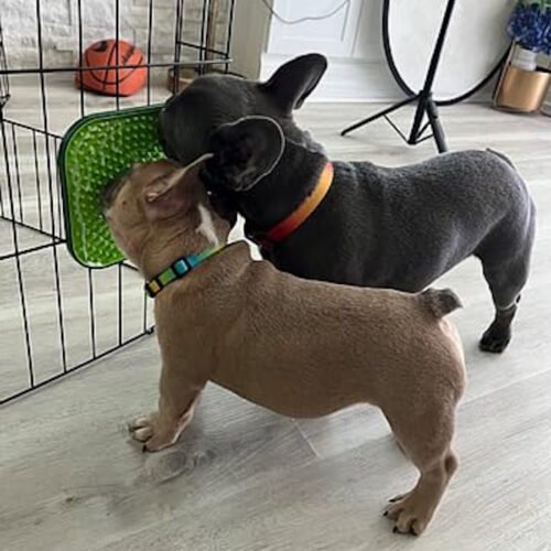 Dog Enrichment Lick Mats for Crates