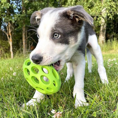 JW Hol-ee Football Dog Toy_fetch toy