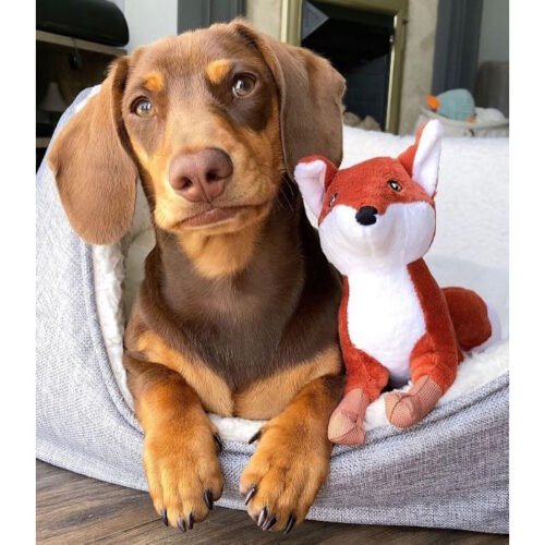 Spunky Pup Clean Earth Dog Toy_Fox LS