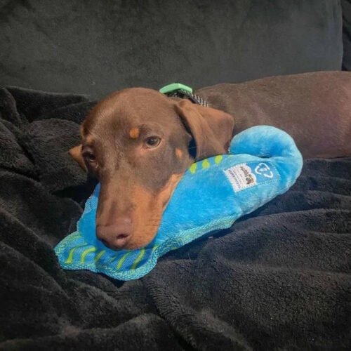 Spunky Pup Clean Earth Dog Toy_Seahorse LS1