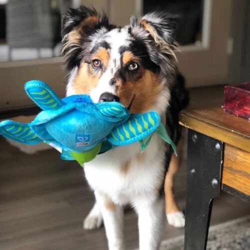 Spunky Pup Clean Earth Dog Toy_Turtle LS