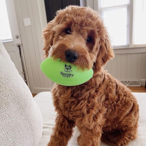 Spunky Pup Glow in the Dark football dog toy LS3