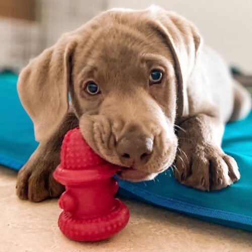 Spunky Pup The Hydrant Treat Dispensing Dog Toy LS3