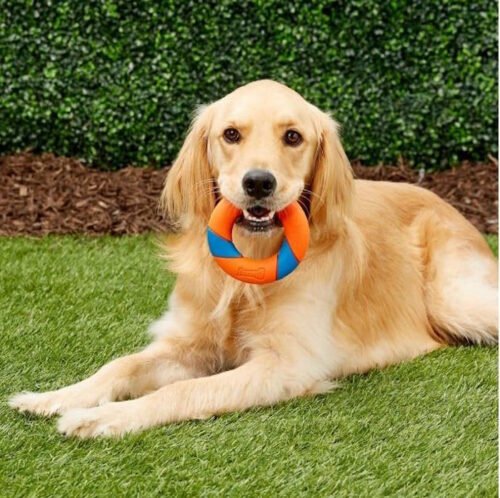 Chuckit Ultra Squeaker Ring Dog Toy LS